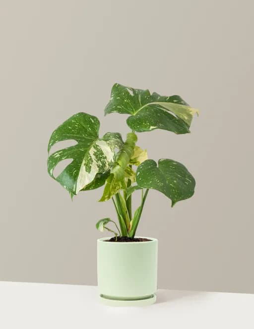 Monstera Thai Constellation