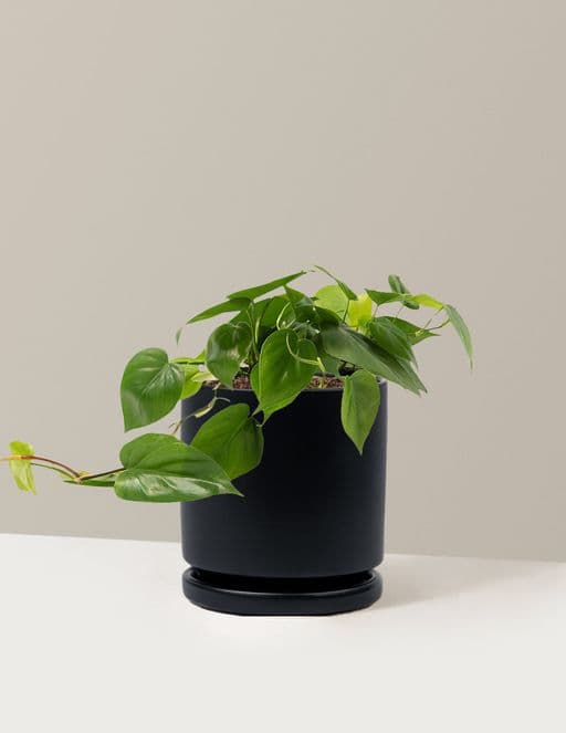 Heartleaf Philodendron