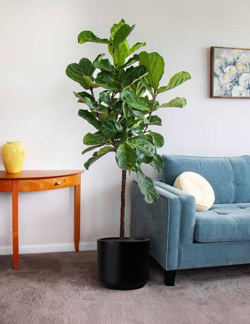 Fiddle Leaf Fig