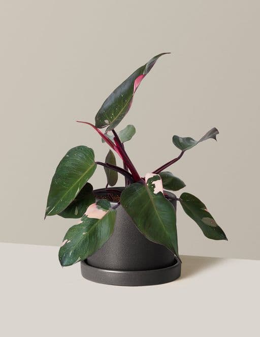 Philodendron Pink Princess