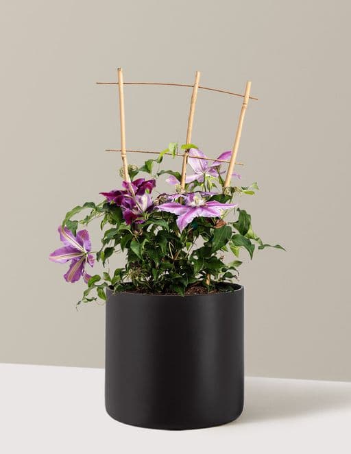Dr. Ruppel Clematis