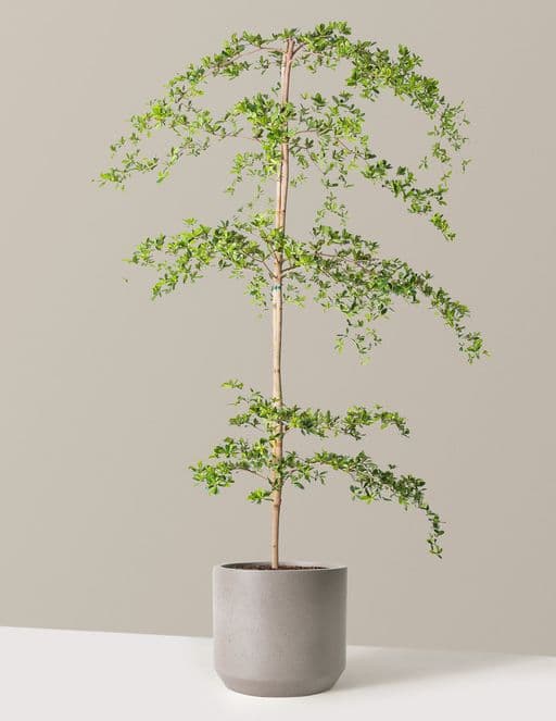 Black Olive Tree