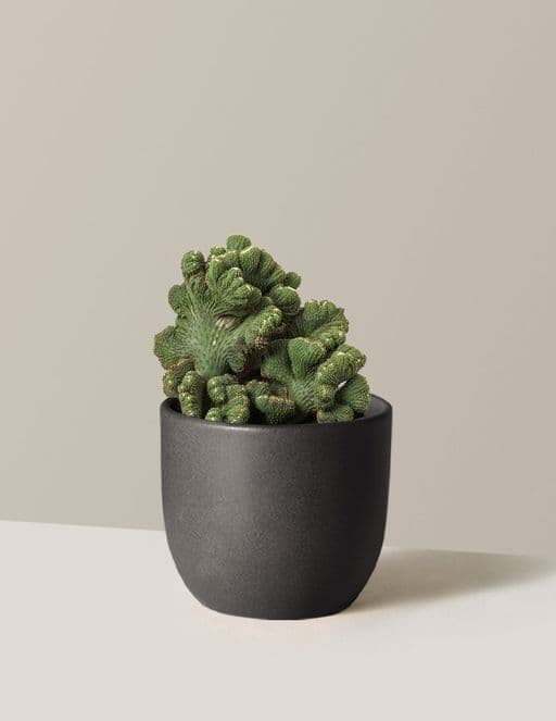 Cereus Green Coral Cactus