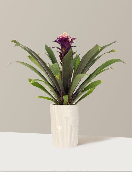 Bromeliad Guzmania Francesca